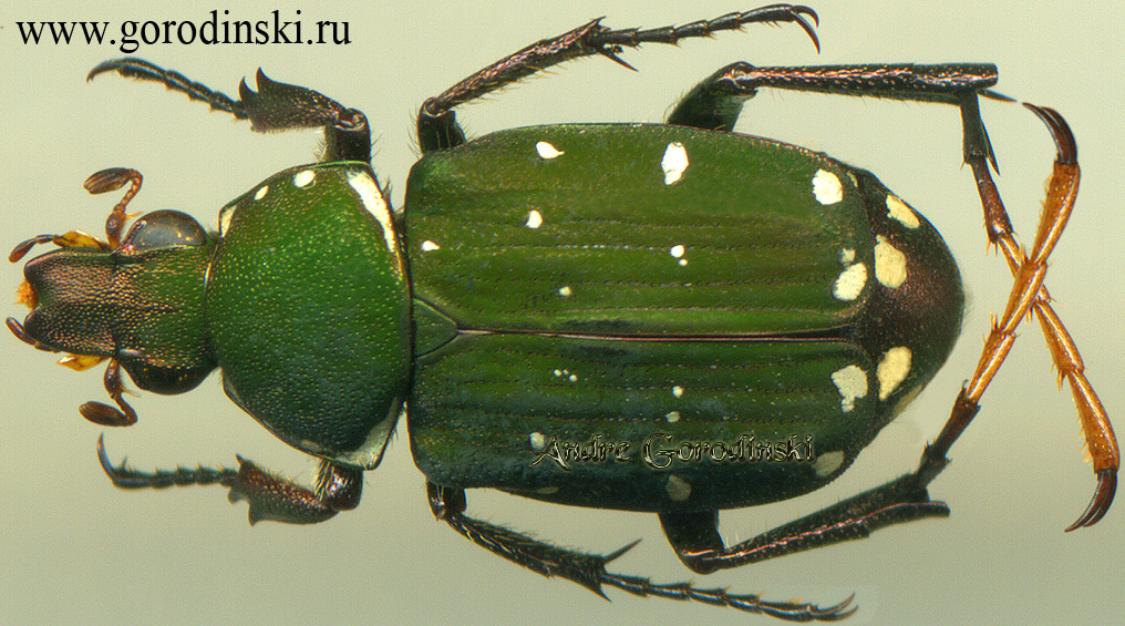 http://www.gorodinski.ru/cetoniidae/Tibiotrichius sinensis.jpg